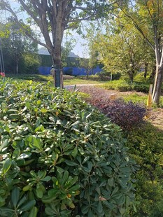 绿意盎然的园林景观