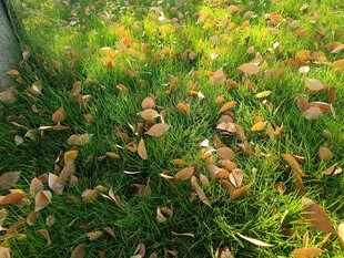 阳光下草地与散落枯叶