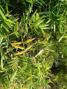 草丛中的黄色昆虫