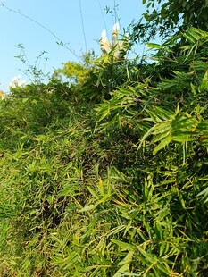 茂密绿植覆盖的山坡