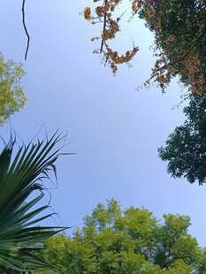 仰望蓝天绿树