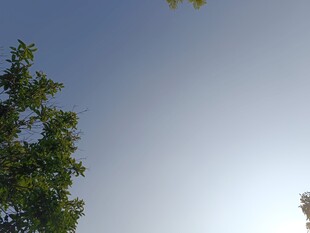 蓝天绿树的清新景致