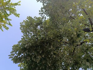 仰视葱郁树木与蓝天