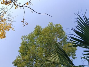 秋日树梢与蓝天景致