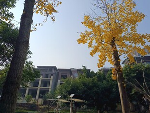 秋日校园银杏与建筑景观