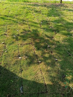 阳光下斑驳草地