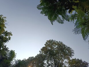 仰视绿树间的天空