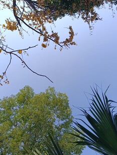 树梢间的蓝天与绿叶