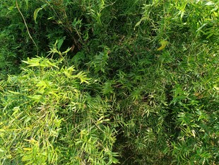 茂密翠绿的植物景观