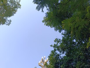 仰视绿树蓝天美景