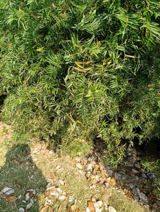 茂密绿植下的地面景象