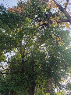 繁茂绿树展现自然生机