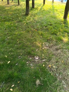 阳光洒落的林间草地