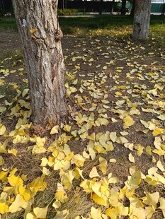 树下金黄落叶秋景图