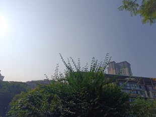 阳光下的绿植与远处建筑