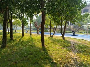 林间草地的静谧风光