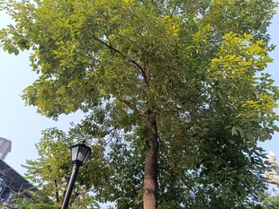 高大葱郁的树木