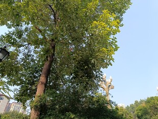 高大绿树沐浴晴朗蓝天