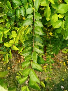 翠绿藤蔓枝叶生机盎然