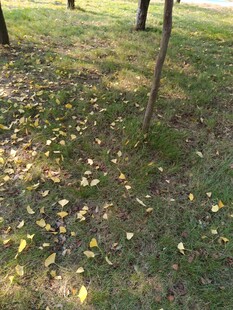 秋日林间落叶铺就的美景