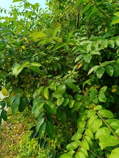 繁茂绿植展现自然生机
