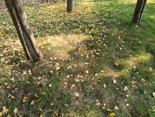 林间落叶铺就诗意景致