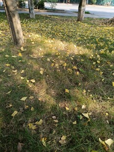 秋日草地落叶景象