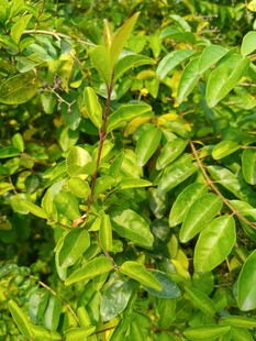 翠绿繁茂的植物枝叶