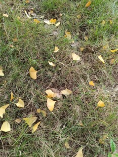 草地上散落的金黄树叶