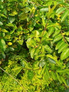 翠绿繁茂的植物叶片