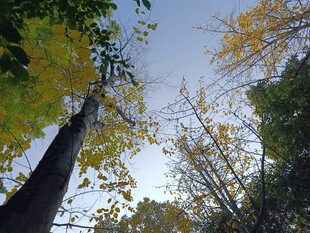 仰视秋日树林美景