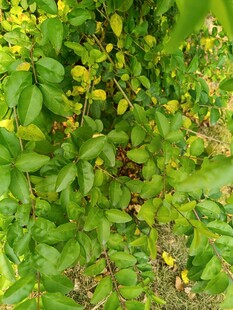 绿叶丛中的黄色小花