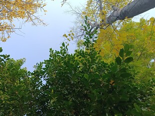 仰视秋日黄绿相间树木