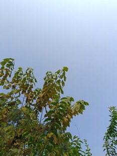 树梢上的蓝天与绿叶