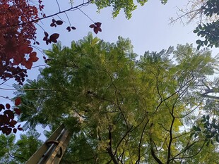 仰视多彩树木景观