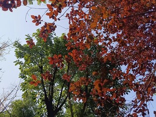 秋日红枫树枝美景