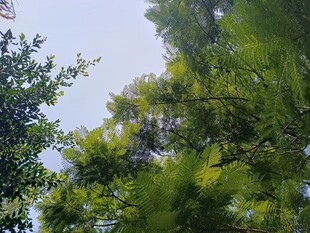 繁茂绿树间的天空一角