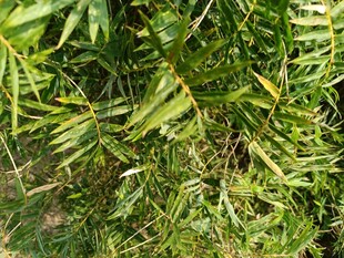 翠绿繁茂的蕨类植物