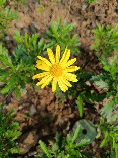 黄色小花绽放于草丛中