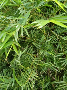 翠绿繁茂的植物枝叶