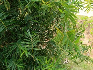 翠绿繁茂的竹类植物