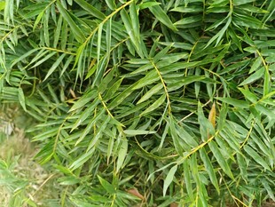 翠绿茂盛的蕨类植物叶片