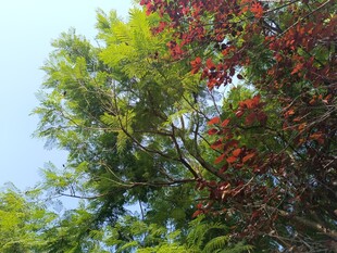 绿树红果映蓝天