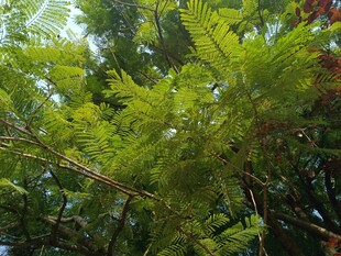 翠绿繁茂的林间植物景观