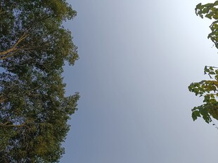 仰视绿树蓝天景象