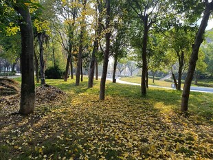 秋日林间落叶美景