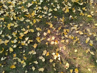 秋日银杏落叶铺满地面