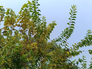 枝头绿叶映蓝天