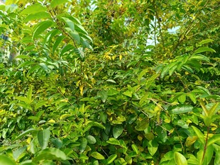 繁茂绿植展现自然生机