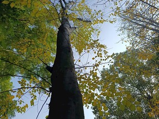 仰望秋日高大树木